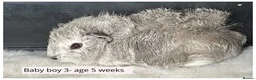 Guinea Pig rodents for sale: Beautiful baby boys, and adult boys. - Advert 3