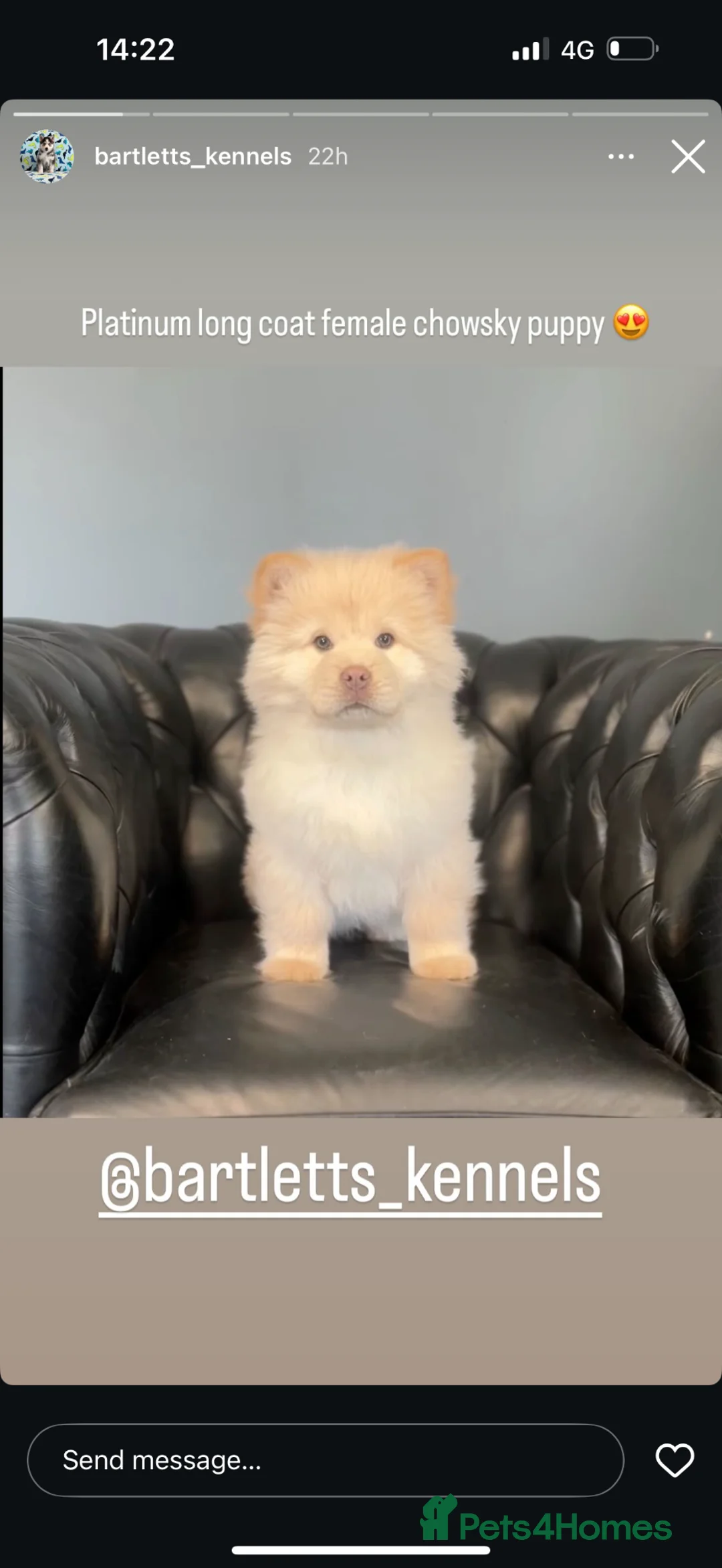 Mixed Breed dogs for sale: Chowsky in Gosport - Advert 2