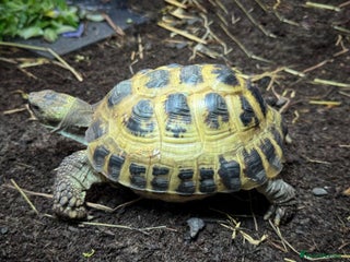 Tortoise reptiles Horsefield Tortoise - Advert 1