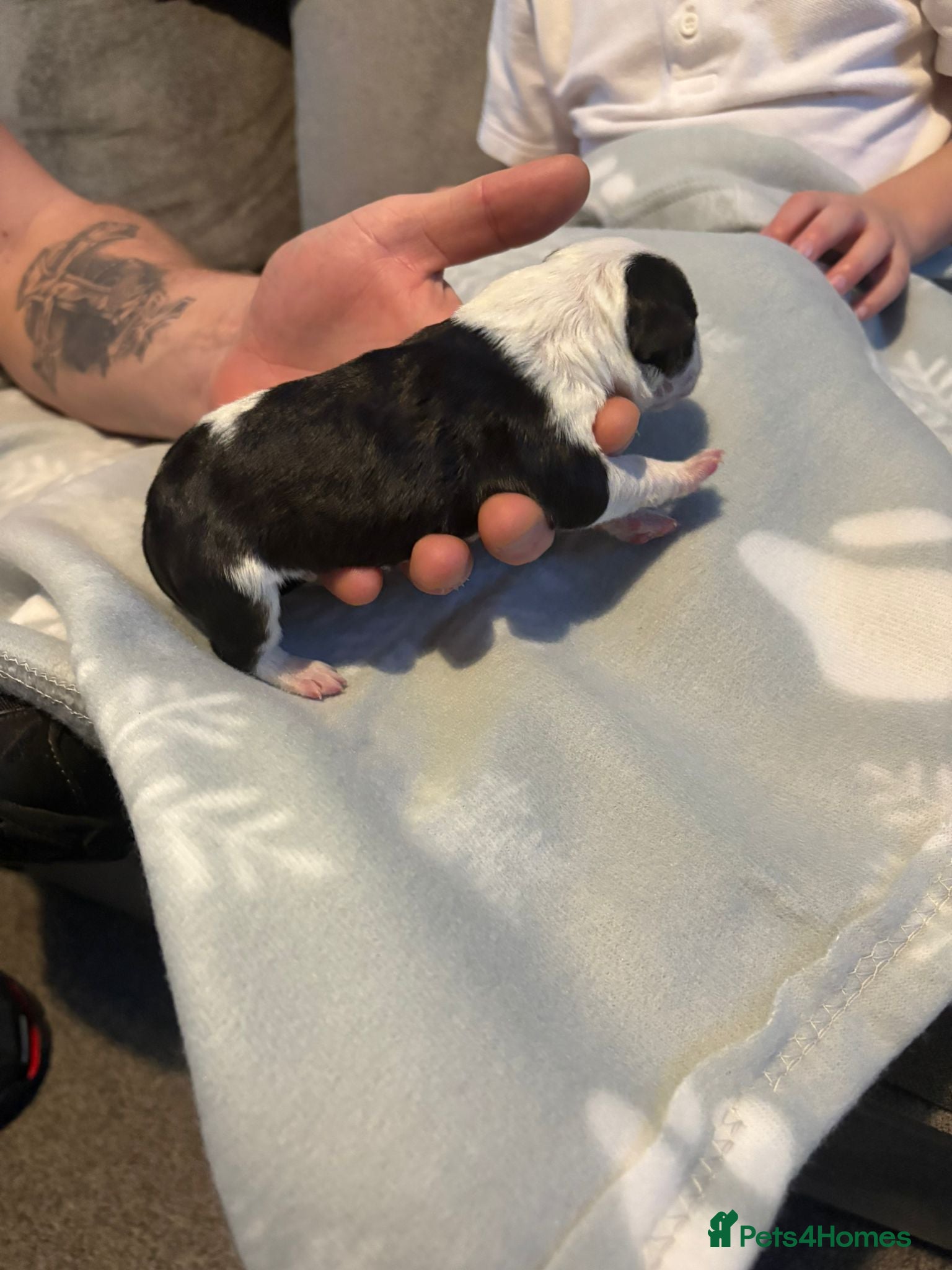 English Bull Terrier dogs english bull terrier puppy  available (bitch) - Advert 3