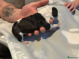 English Bull Terrier dogs english bull terrier puppy available (bitch) - Advert 3