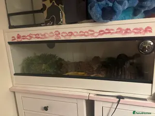 Corn Snake reptiles 3 year old corn snake for sale - Advert 8