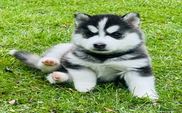 Pomsky dogs for sale:  Beautiful F2b Pomsky Puppies – Health Tested - Image 9