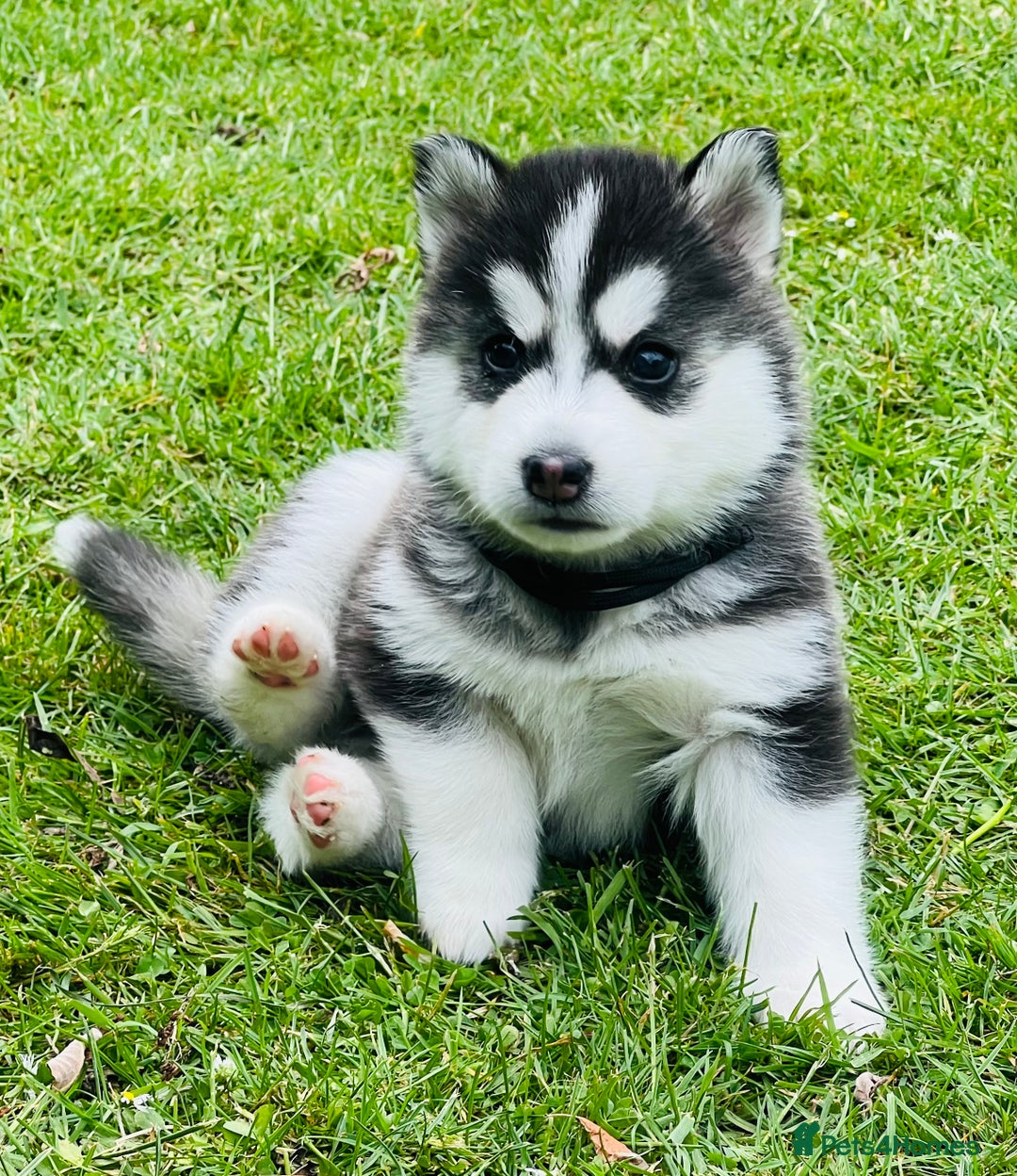 Pomsky dogs for sale:  Beautiful F2b Pomsky Puppies – Health Tested - Image 9