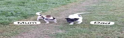 Jack Russell dogs for sale: CUTE Jack russel puppies great pedigree healthy  - Advert 16