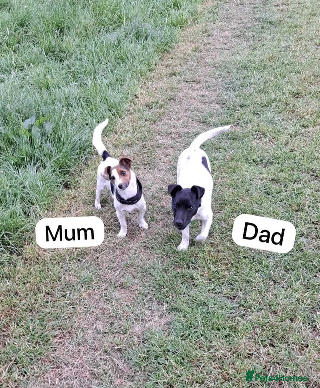 Jack Russell dogs for sale: CUTE Jack russel puppies great pedigree healthy  - Advert 16