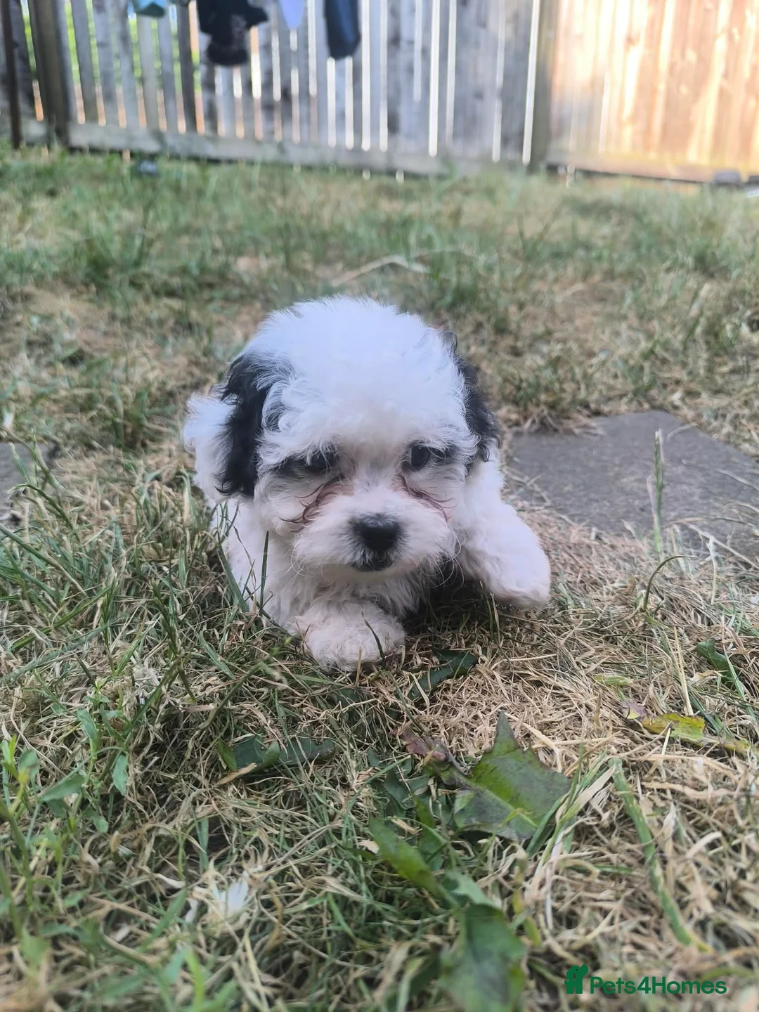 Bichon Frise dogs for sale: Bichon frize in Northampton - Advert 1