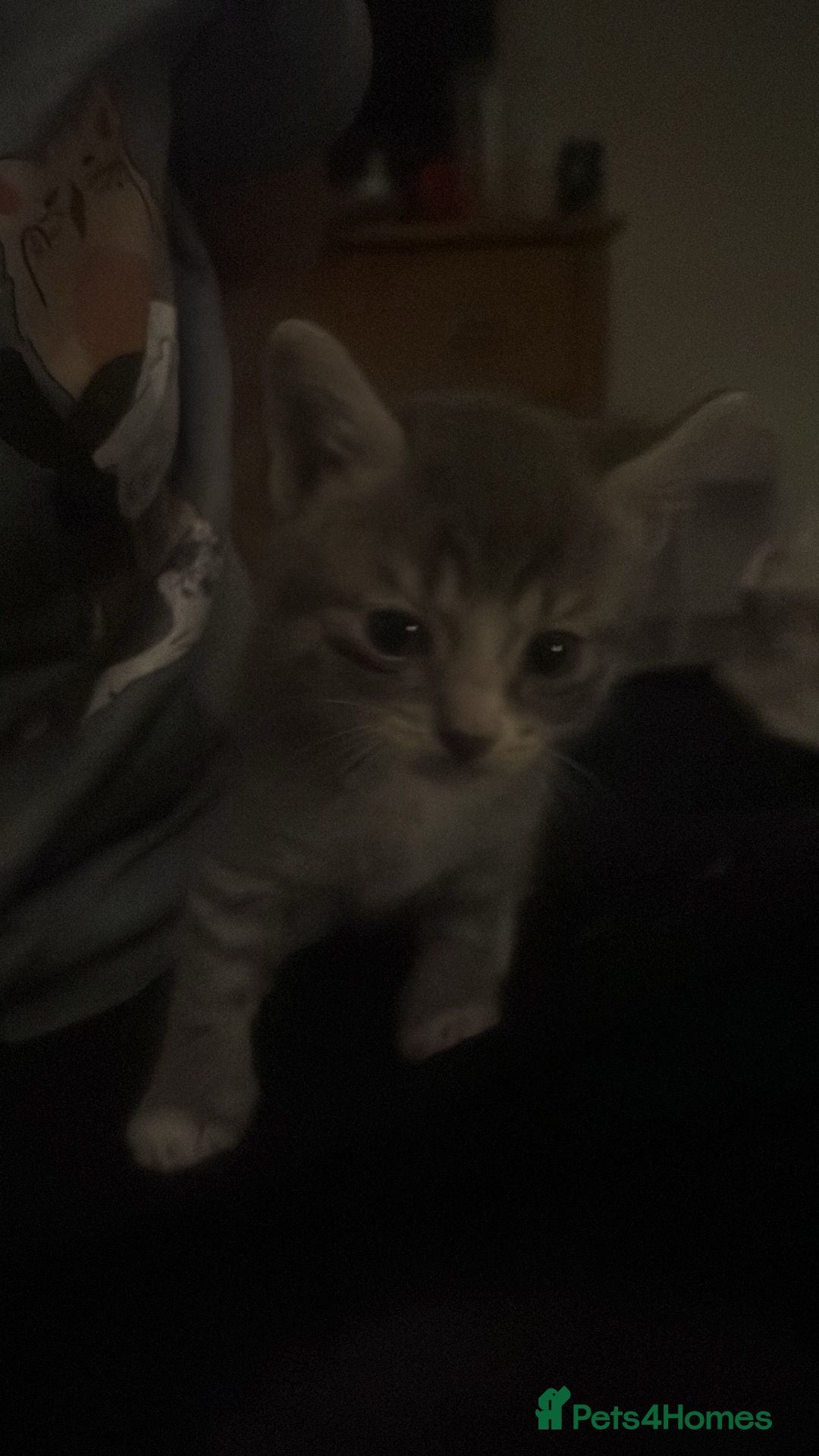 Mixed Breed cats for sale: Half ragdoll girl kittens ready now  - Image 7