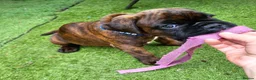 Boxer dogs for sale: Beutyful bobtail/ tailed Boxer puppy - Advert 2
