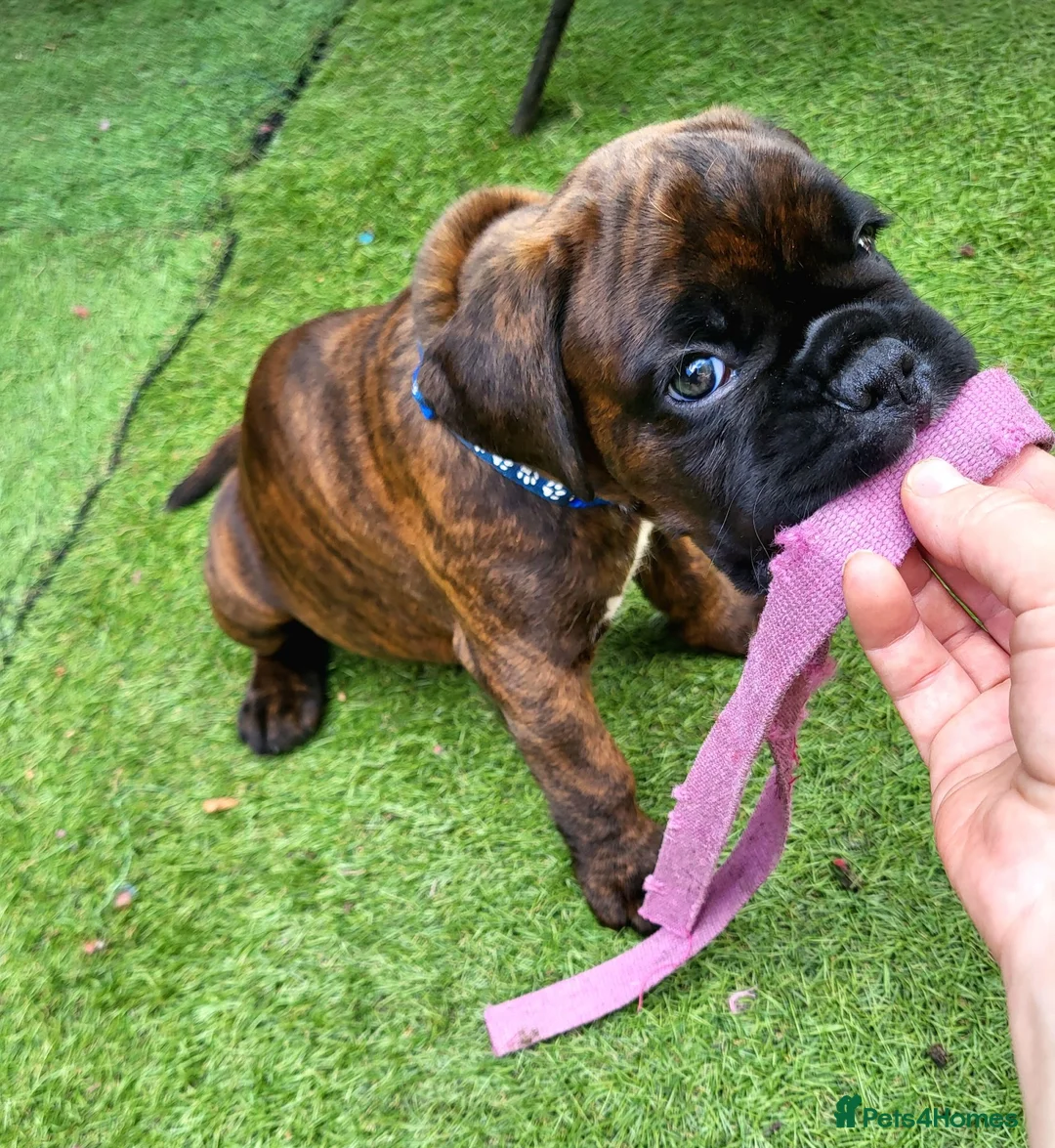 Boxer dogs for sale: Beutyful bobtail/ tailed Boxer puppy - Advert 2
