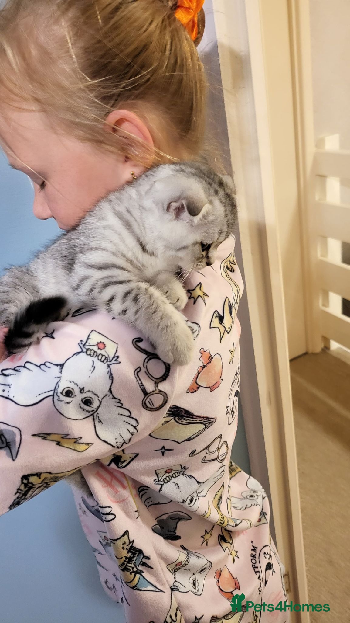 Scottish Fold cats Scottish fold  kittens  - Advert 2