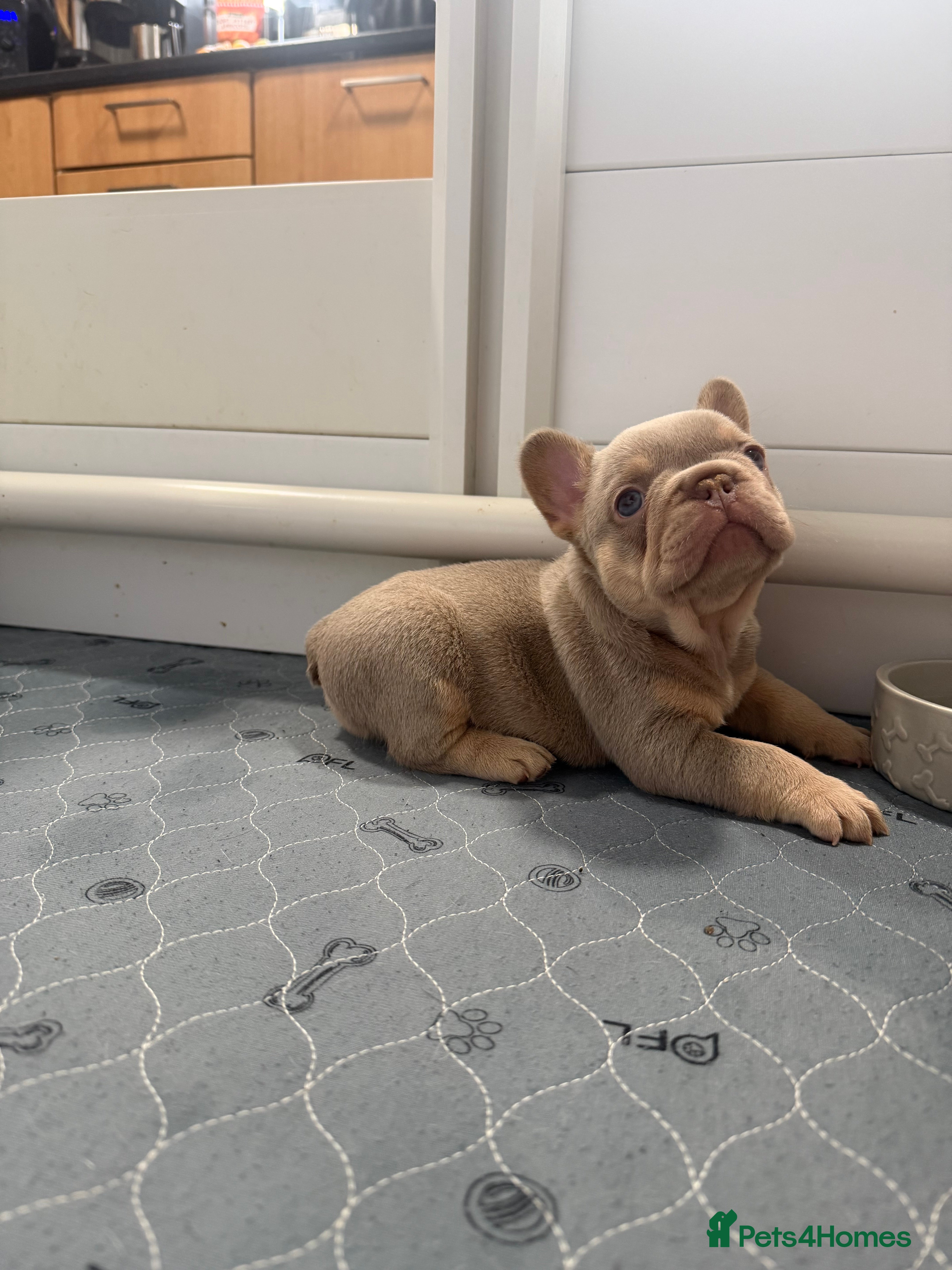 French Bulldog dogs Exotic French Bulldog Puppies  - Advert 4