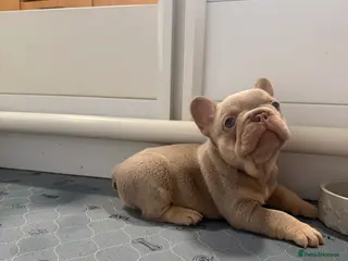 French Bulldog dogs Exotic French Bulldog Puppies - Advert 4