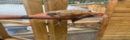 Mixed Breed poultry for sale: Rumpless Arucana Hen Polish, Brahma, silkie chicks - Advert 9
