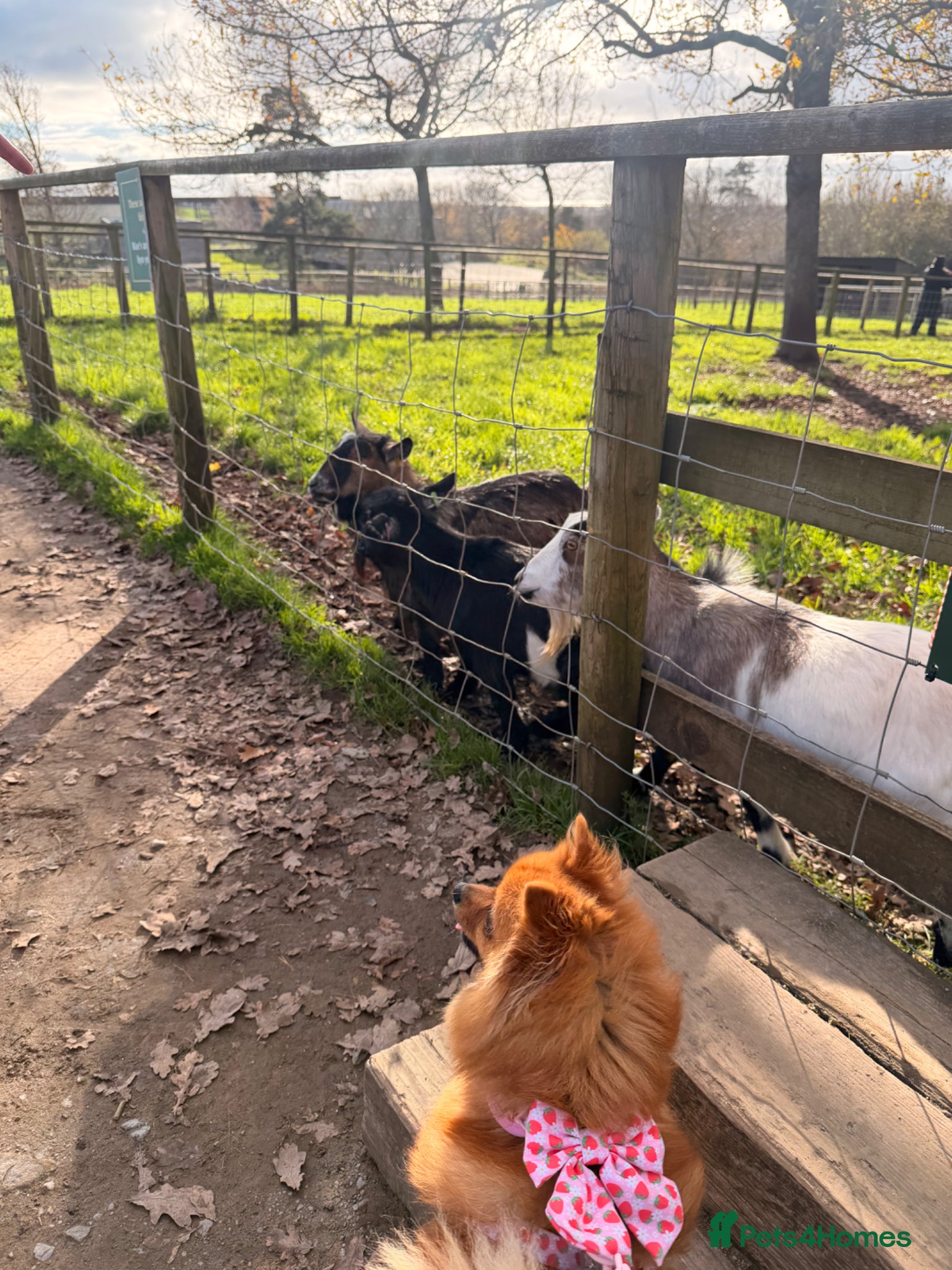 Pomeranian dogs for sale: Looking for her new family - Advert 2