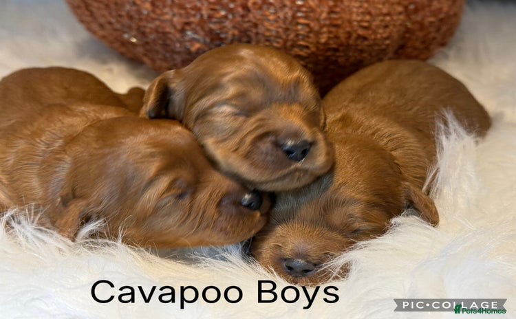 Cavapoo dogs - Advert 8