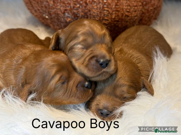 Cavapoo dogs - Advert 3