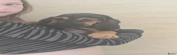 Bloodhound dogs for sale: Bloodhound Puppies - Advert 21