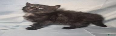Mixed Breed Kitten 3
