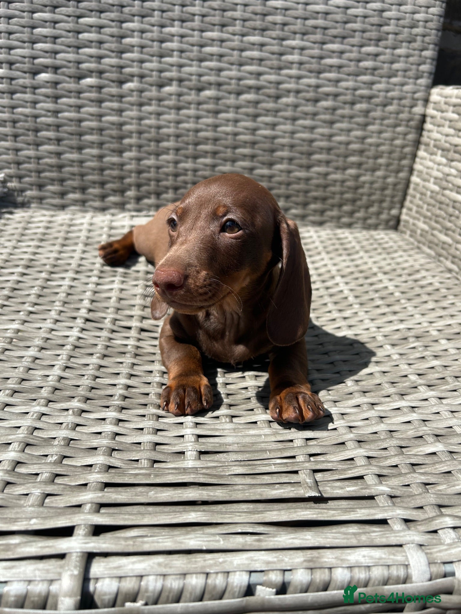 Miniature Dachshund dogs Miniature dachsunds - Advert 1