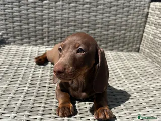 Miniature Dachshund dogs Miniature dachsunds - Advert 1
