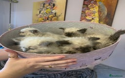 Selkirk Rex cats for sale: Selkirk rex kittens  - Image 1