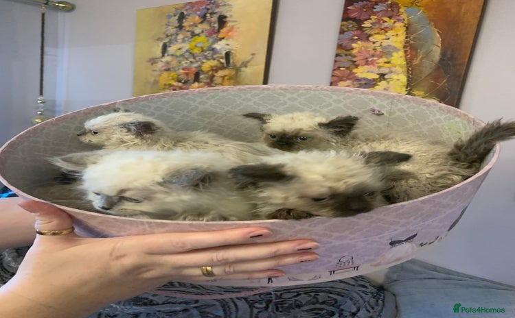 Selkirk Rex cats - Advert 1