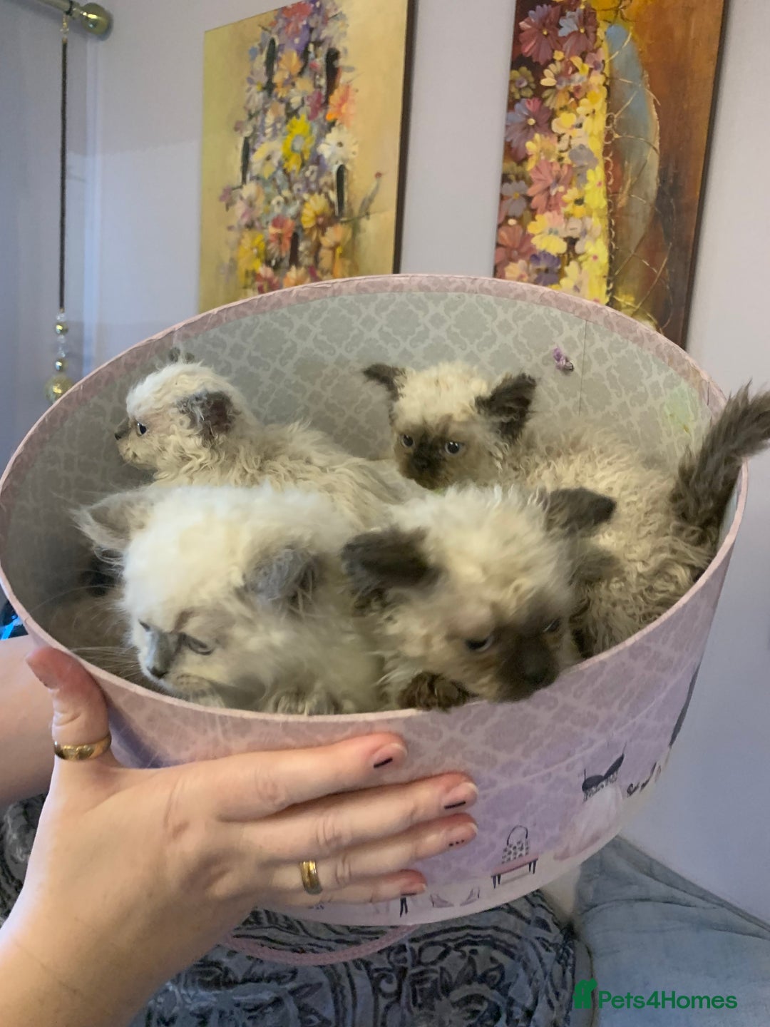 Selkirk Rex cats for sale: Selkirk rex kittens  - Image 1