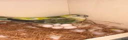 Parakeets birds for sale: Red Rump parakeets proven breeding pair - Advert 3
