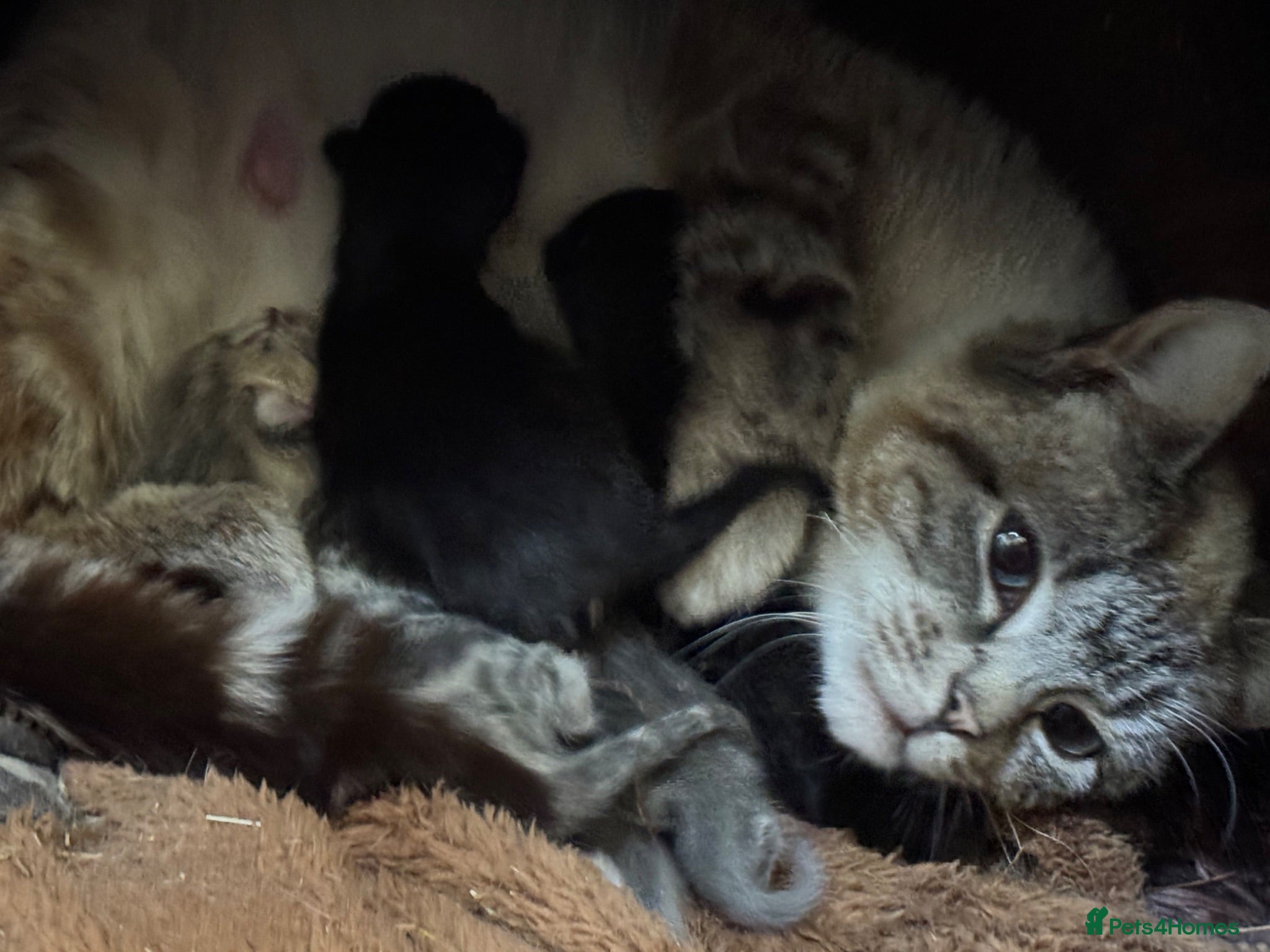 Mixed Breed cats Stunning kittens available to the best of homes  - Advert 11