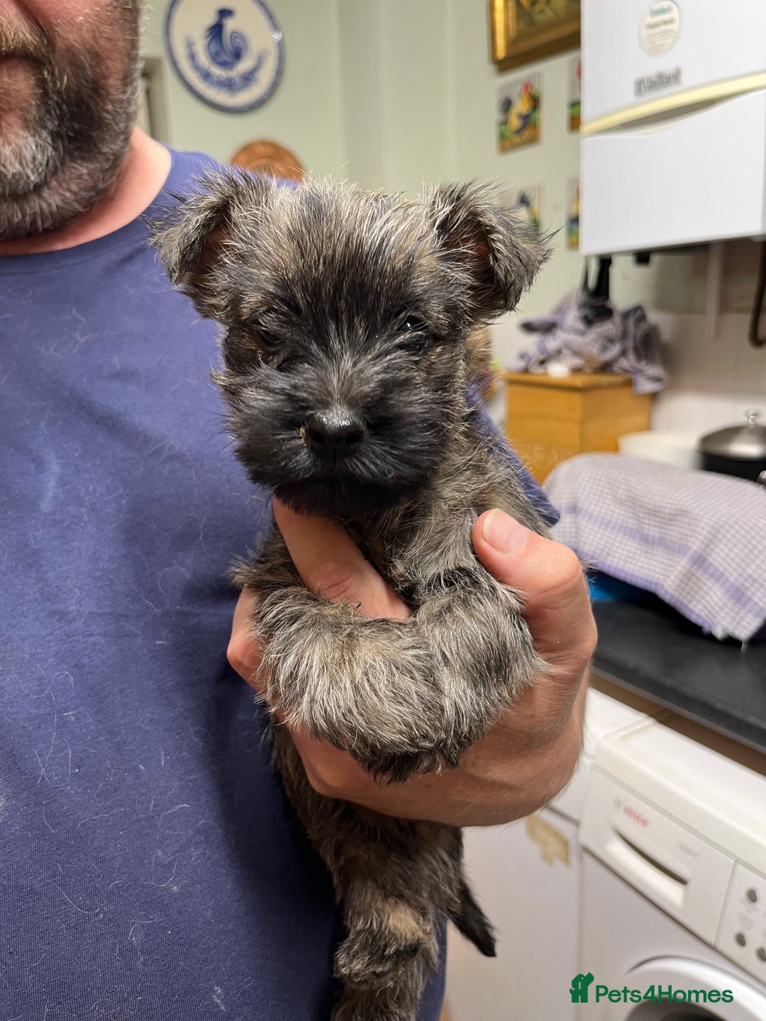 Cairn Terrier dogs for sale: Adorable Cairn Terrier Puppies - Image 17