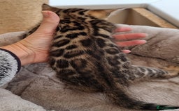Bengal cats for sale: TICA Registered Bengal Kittens–Ready Nov 2025 🐾 - Image 31