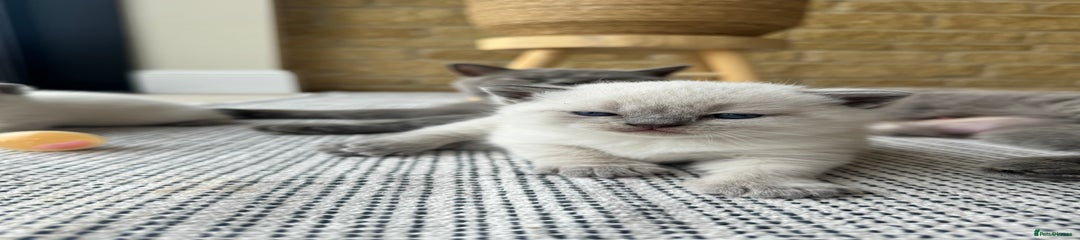 British Shorthair Kitten 3