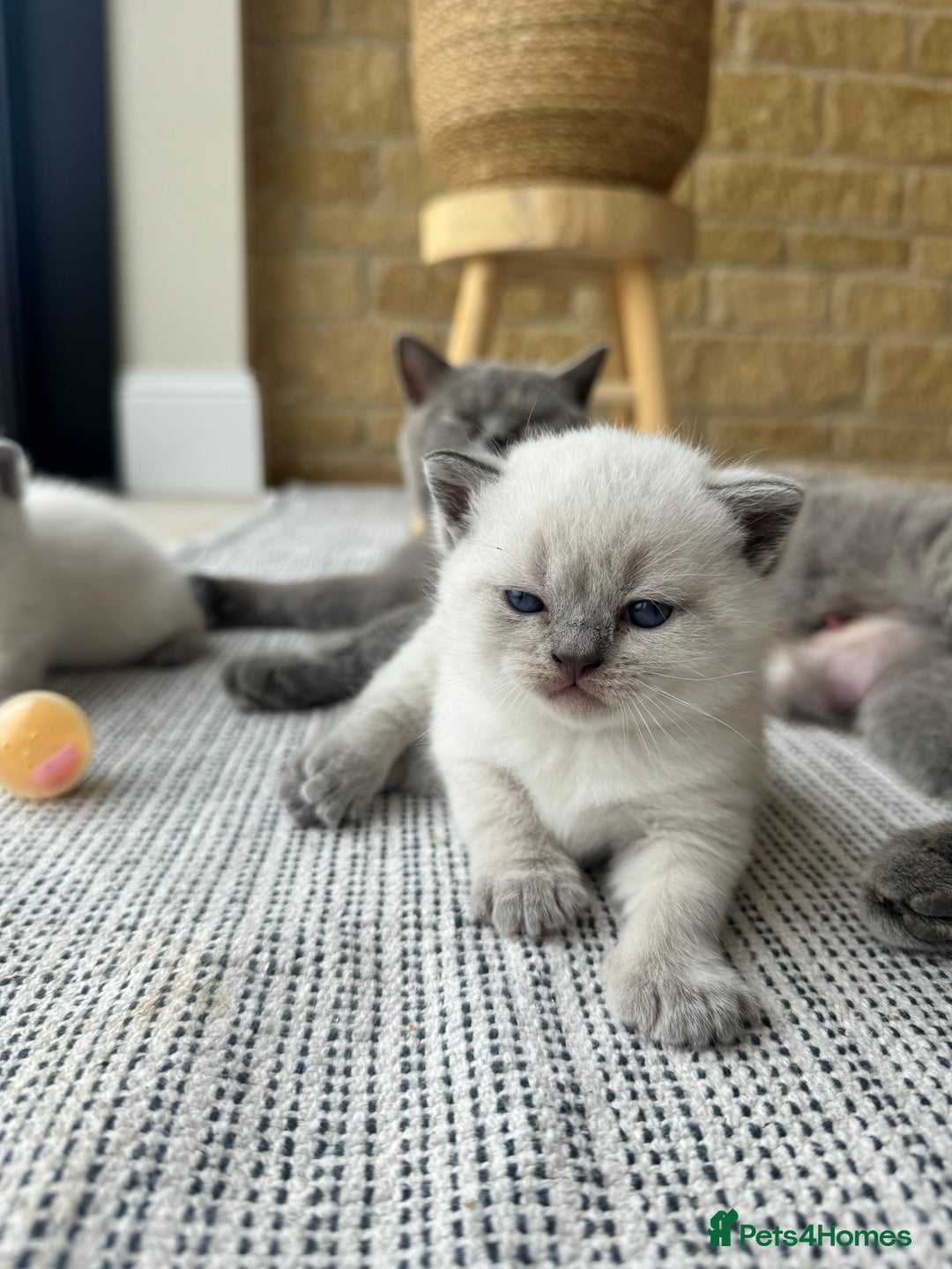 British Shorthair cats for sale: PEDIGREE BRITISH SHORTHAIR KITTENS COLOURPOINT - Image 2