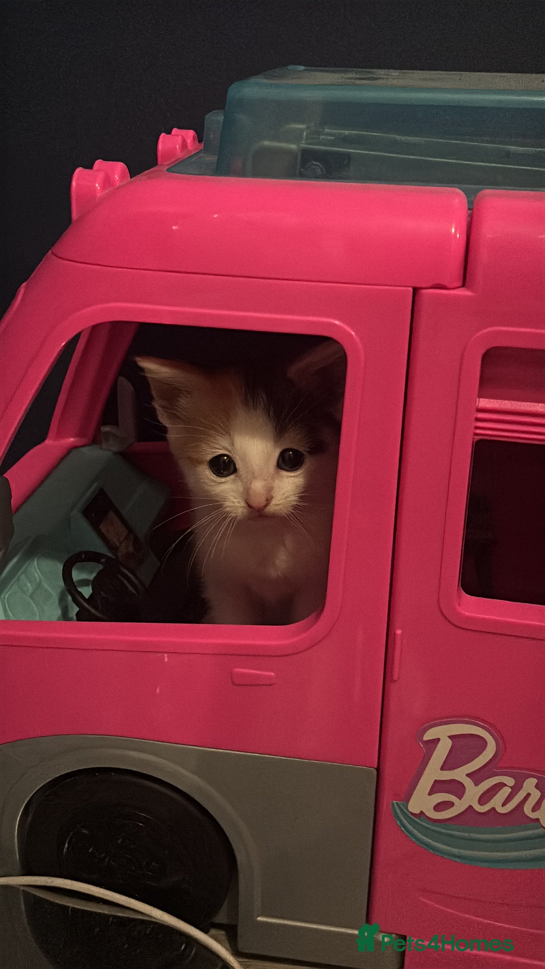 Mixed Breed cats for sale: Beautiful mixed colour kitten - Image 5