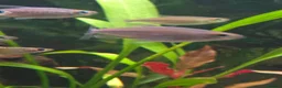 Tetras fish for sale: 7x Congo Tetra in Bathgate - Advert 5