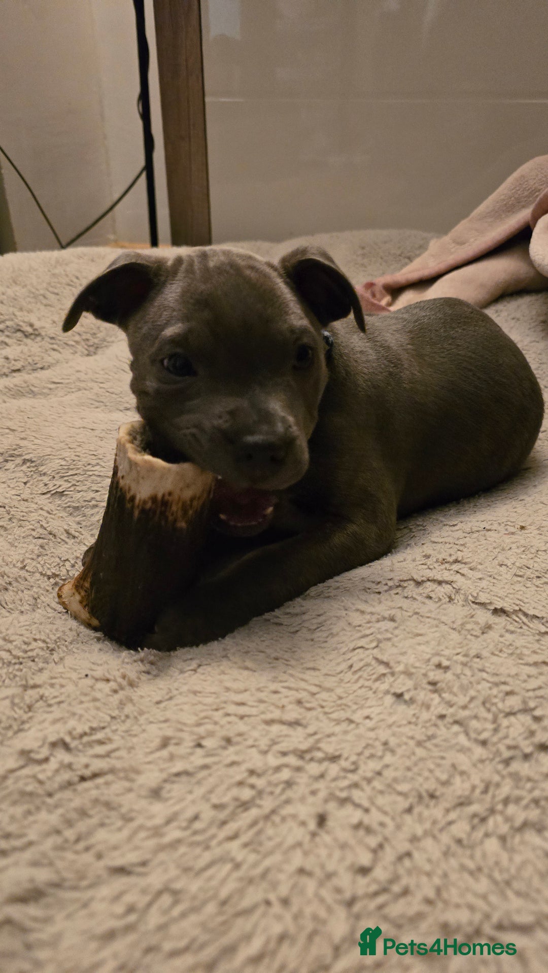 Staffordshire Bull Terrier dogs for sale: Blue staffordshire bull terrier - Advert 1