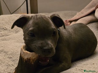 Staffordshire Bull Terrier dogs Blue staffordshire bull terrier - Advert 2