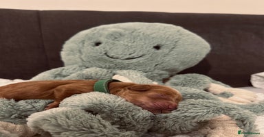 Cockapoo dogs Gorgeous Fox red F1B cockapoos - Advert 14