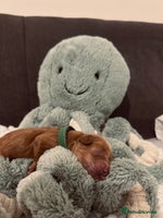 Cockapoo dogs Gorgeous Fox red F1B cockapoos - Advert 14