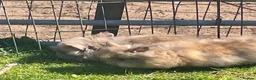 Lionhead rabbits for sale: Purebred lionheads  in Blackpool - Advert 8