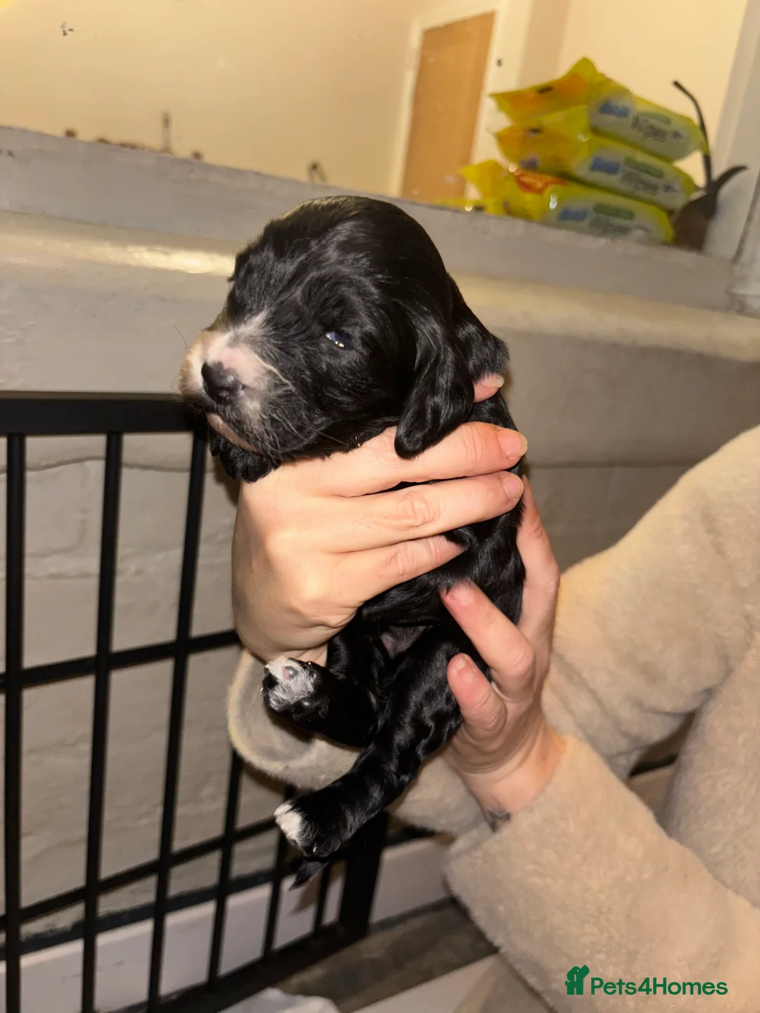 Cockapoo dogs for sale: Gorgeous F1 Cockapoos - Advert 7