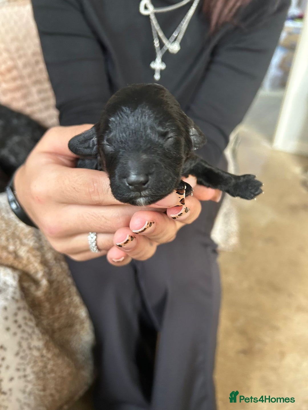 Cockapoo dogs for sale: F1b cockerpoo puppies - Image 21