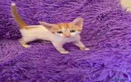 Mixed Breed cats for sale: Kittens  - Image 14