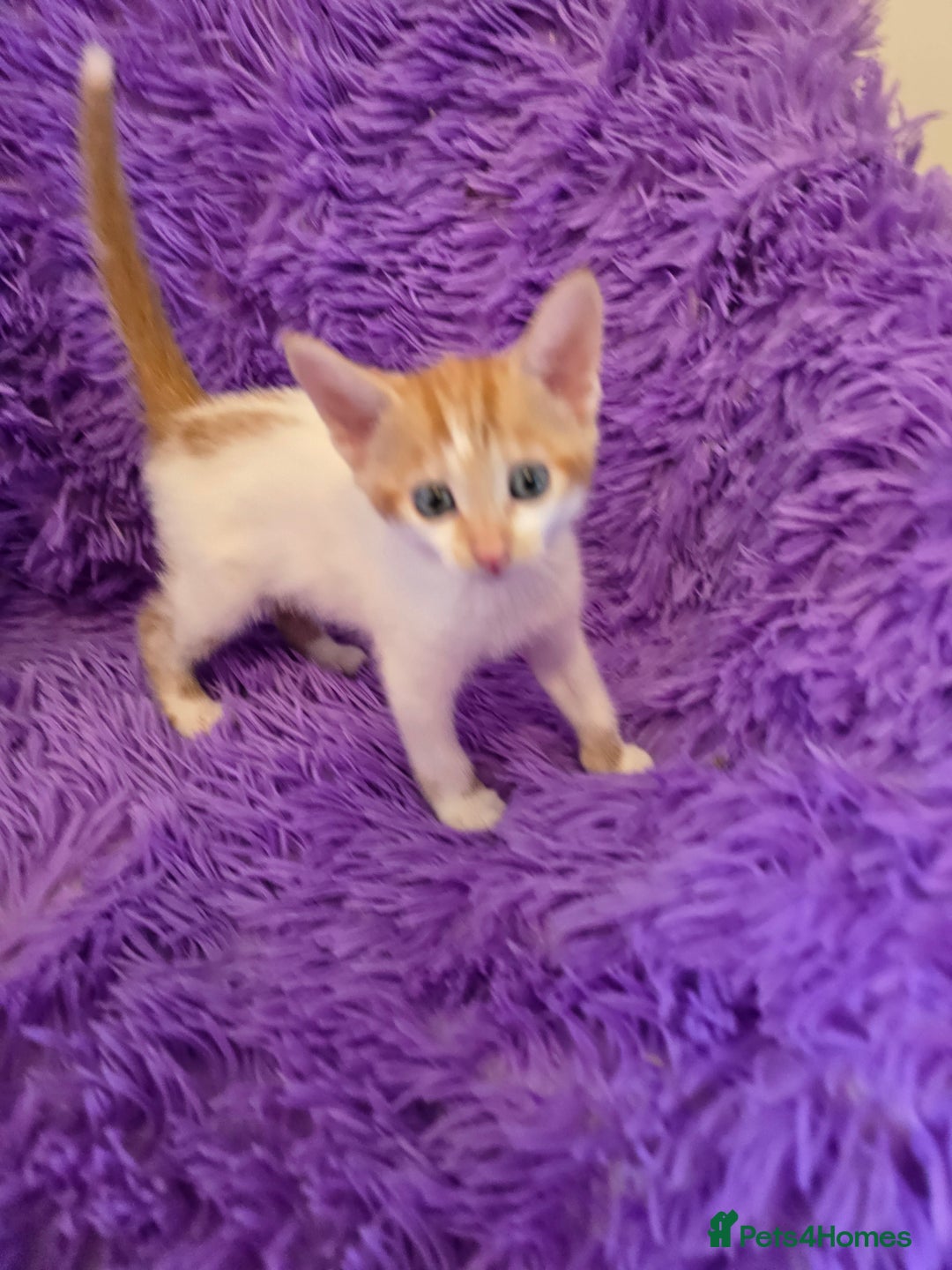 Mixed Breed cats for sale: Kittens  - Image 14