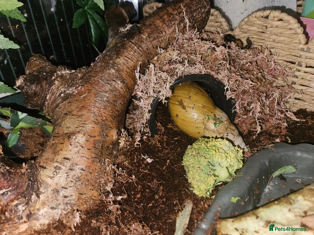 Snails invertebrates for sale: Giant african land snails - Advert 4