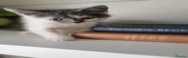 Mixed Breed 2