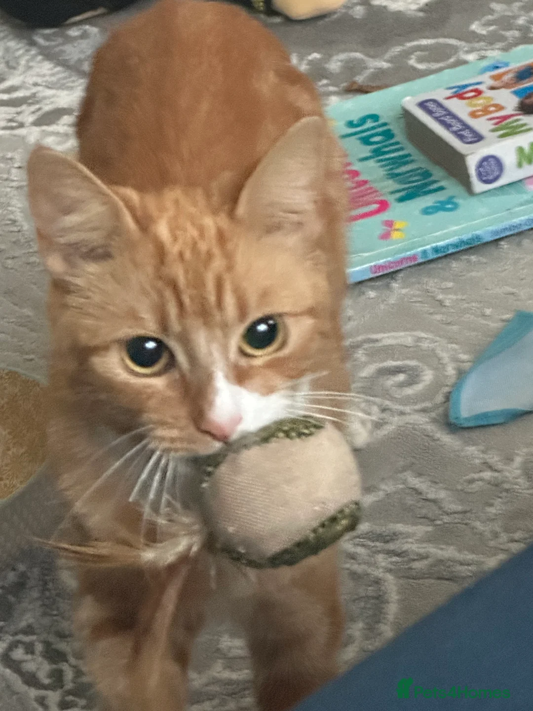 Mixed Breed cats for sale: Beautiful ginger Cat - Advert 2
