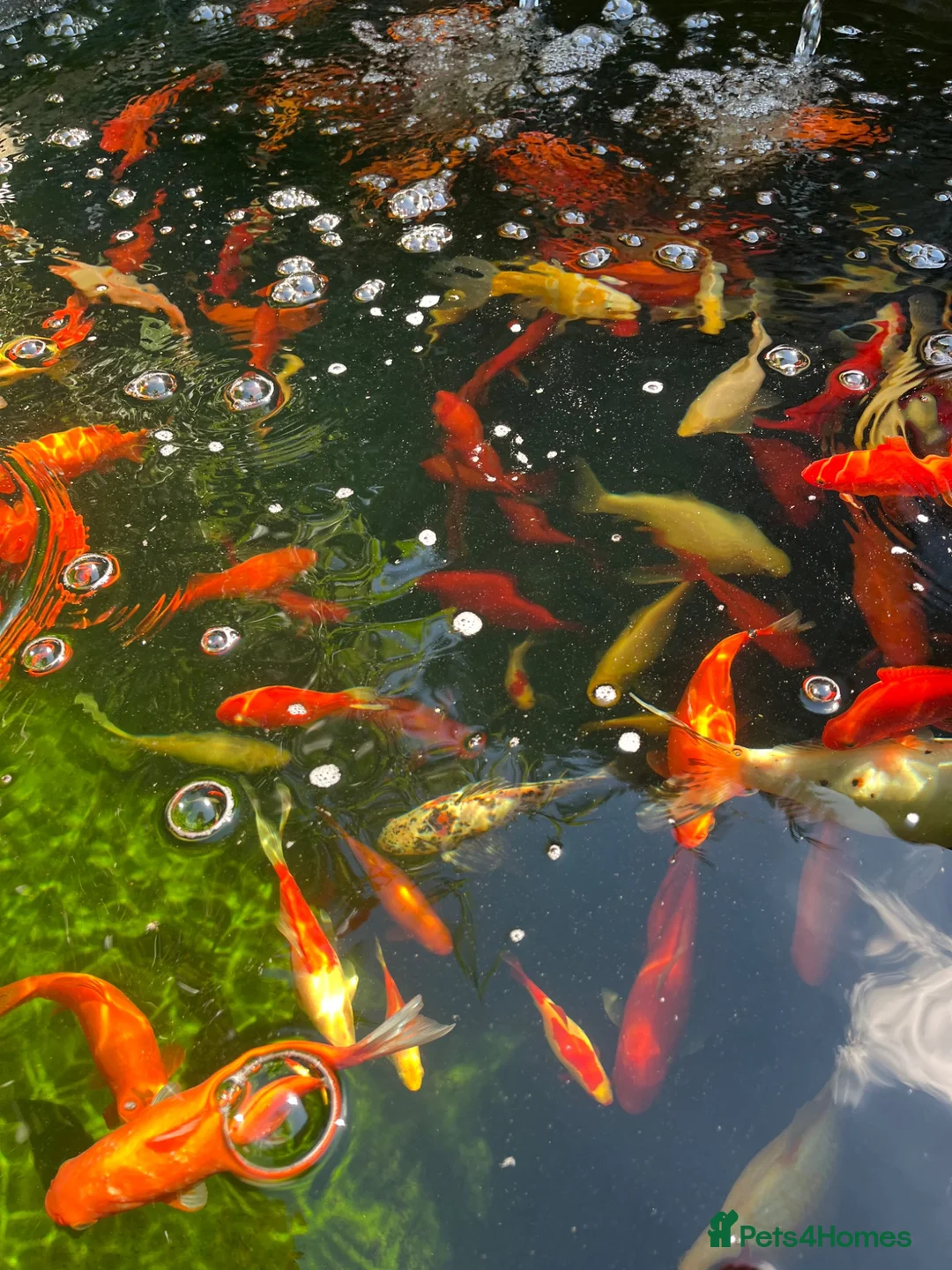 Koi Carp fish for sale: Koi carps for sale  - Advert 10