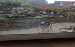 Jack Russell dogs for sale: Jack Russell  - Image 10